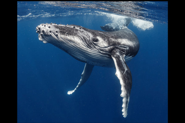 Humpback Whale (Megaptera novaeangliae) in the wild