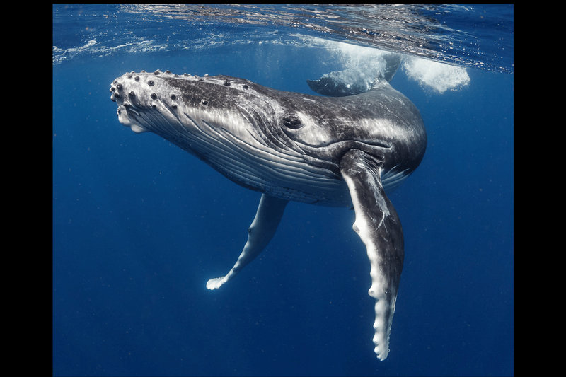 Humpback Whale (Megaptera novaeangliae)