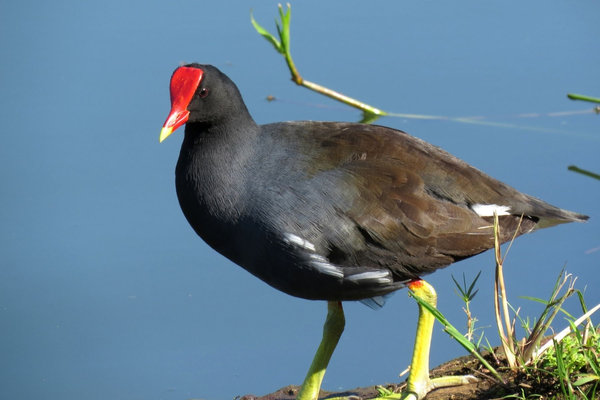 Eurasian Moorhen (Gallinula chloropus) in the wild