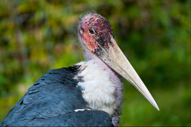 Marabou Stork (Leptoptilos crumenifer) — Sub-Saharan Africa