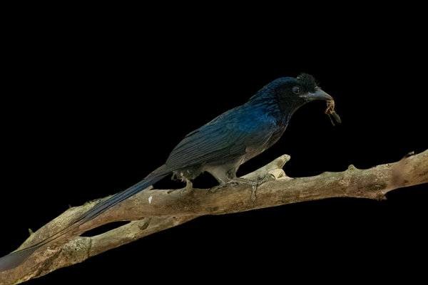Greater Racket-tailed Drongo (Dicrurus paradiseus) in the wild