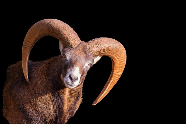 Mouflon (Ovis orientalis ophion) in the wild