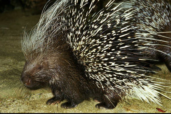 Crested Porcupine (Hystrix cristata) in the wild