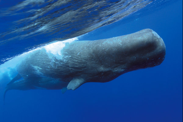Sperm Whale (Physeter macrocephalus)              in the wild