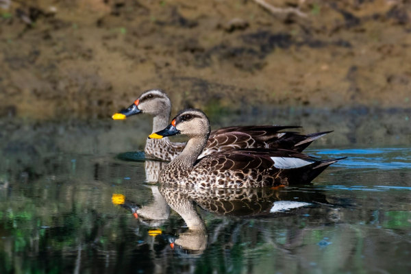 Indian Spot-billed Duck (Anas poecilorhyncha) in the wild
