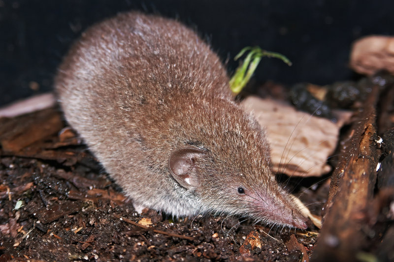 Greater White-toothed Shrew (Crocidura russula) — Western Europe, N Africa
