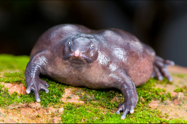 Purple Frog (Nasikabatrachus sahyadrensis) in the wild