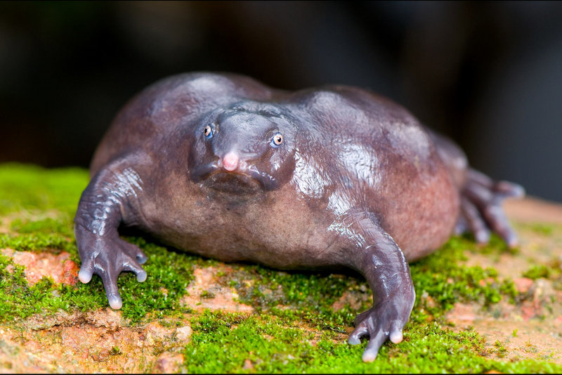 Purple Frog (Nasikabatrachus sahyadrensis) — Western Ghats: Kerala, Tamil Nadu