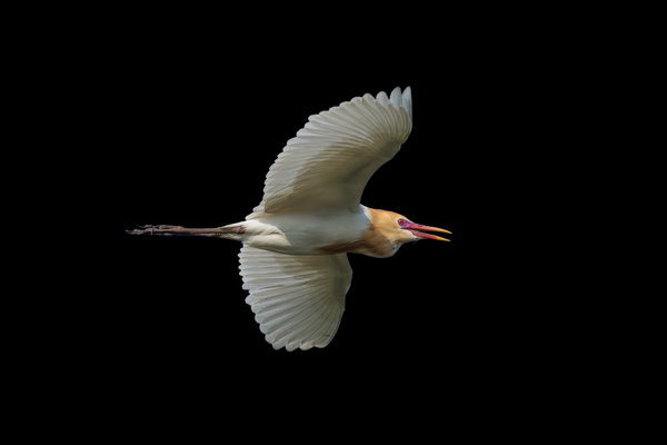Eastern Cattle-Egret (Bubulcus coromandus) in the wild