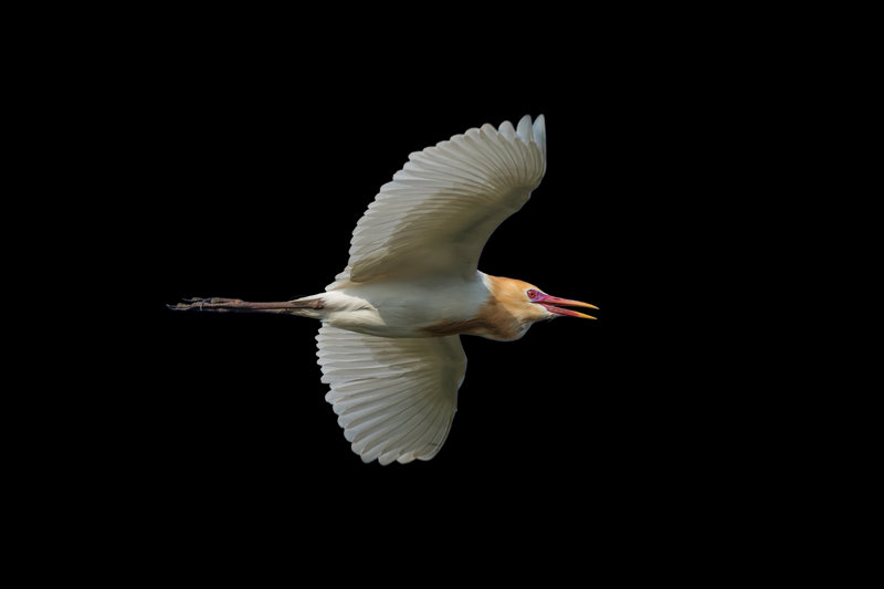Eastern Cattle-Egret (Bubulcus coromandus) — Indian subcontinent southeast Asia