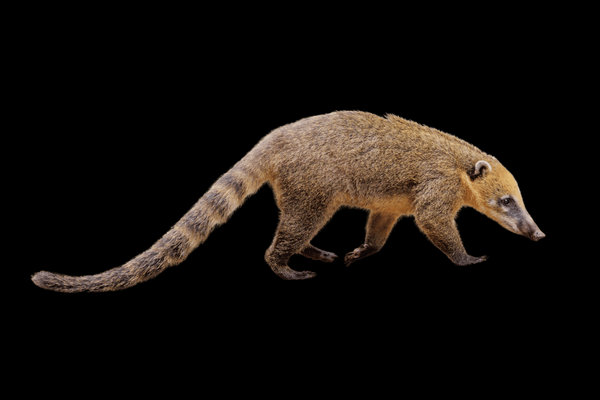 South American Coati (Nasua nasua) in the wild