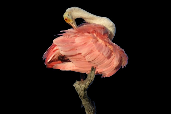 Roseate Spoonbill (Platalea ajaja) in the wild