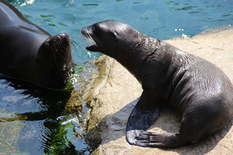 California Sea Lion (Zalophus californianus)