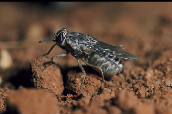 Tsetse Fly (Glossina spp.) in the wild
