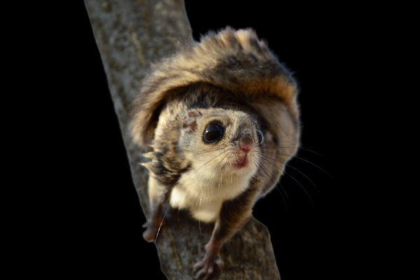 Siberian Flying Squirrel (Pteromys volans)        in the wild