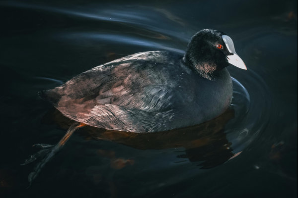 Eurasian Coot (Fulica atra) in the wild