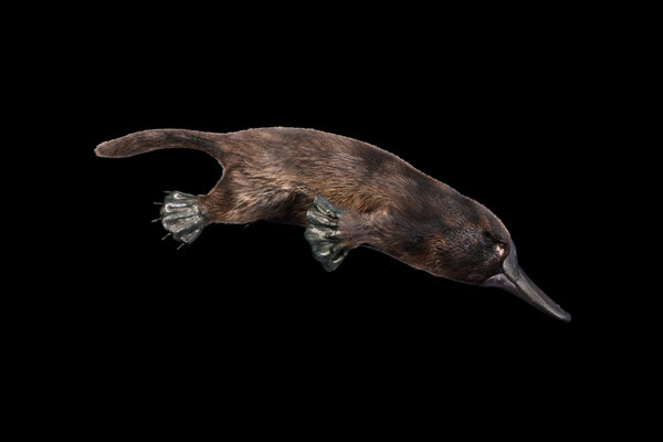 Platypus (Ornithorhynchus anatinus) in the wild