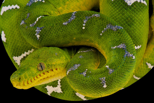 Emerald Tree Boa (Corallus caninus) in the wild