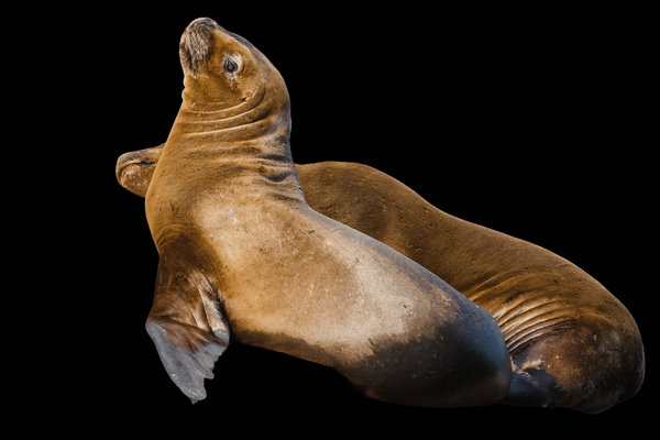 South American Sea Lion (Otaria flavescens) in the wild