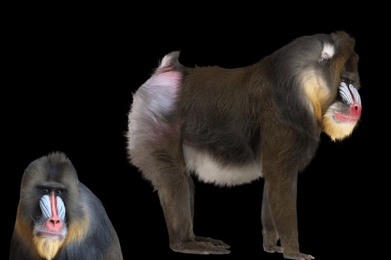 Mandrill (Mandrillus sphinx)
