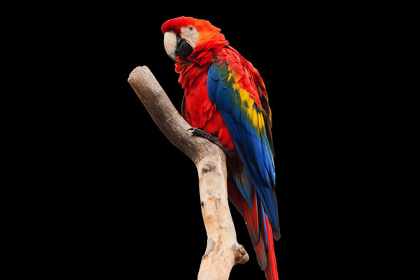 Scarlet Macaw (Ara macao) in the wild