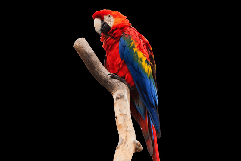 Scarlet Macaw (Ara macao)