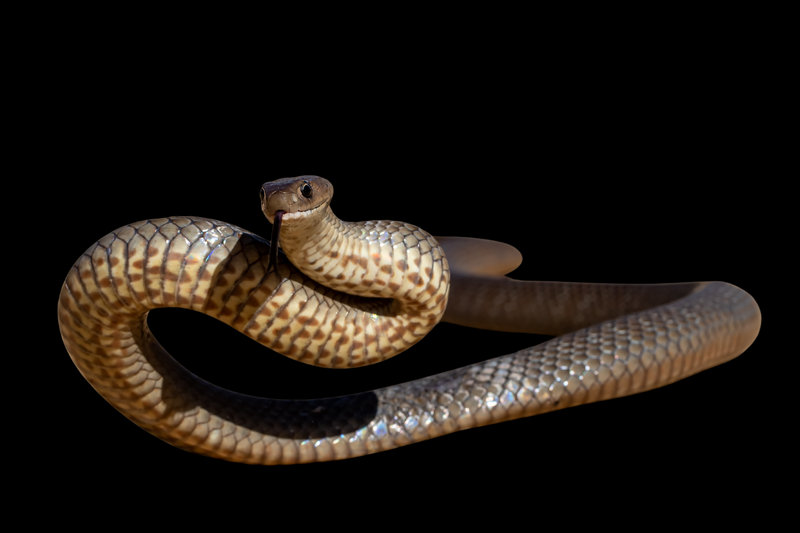 Eastern Brown Snake (Pseudonaja textilis) — Eastern Australia, from Queensland to South Australia
