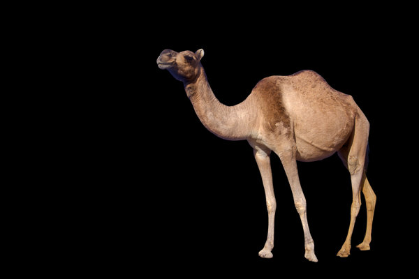 Dromedary (Camelus dromedarius) in the wild