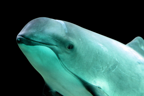 Harbor Porpoise (Phocoena phocoena) in the wild