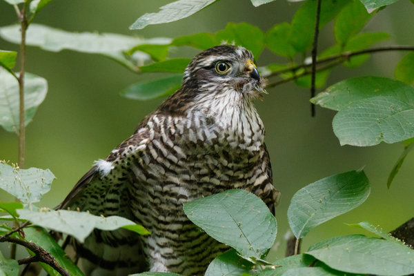 Eurasian Sparrowhawk (Accipiter nisus) in the wild