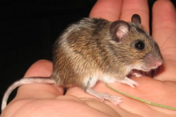 Pygmy Field Mouse (Apodemus microps) in the wild