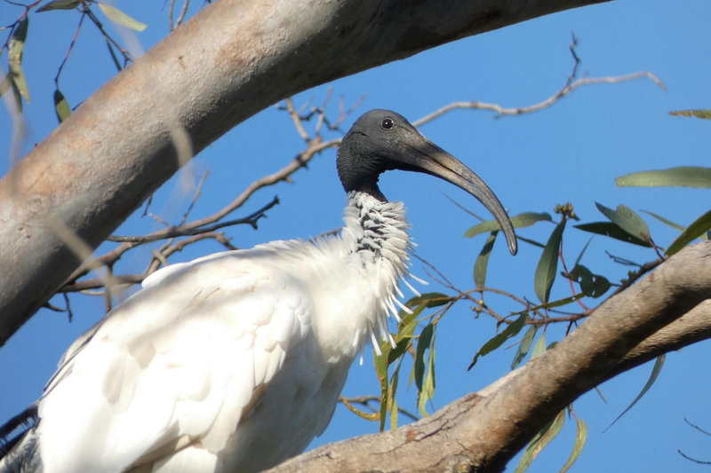 Black-headed Ibis (Threskiornis melanocephalus) — Indian subcontinent southeast Asia