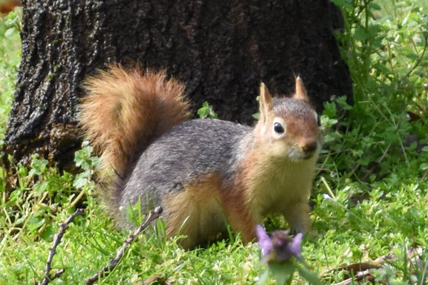 Persian Squirrel (Sciurus anomalus)               in the wild