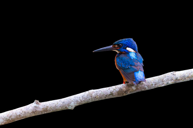 Blue-eared Kingfisher (Alcedo meninting)