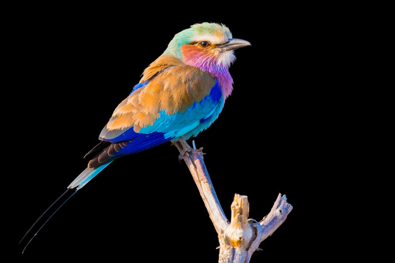 Lilac-breasted Roller (Coracias caudatus)