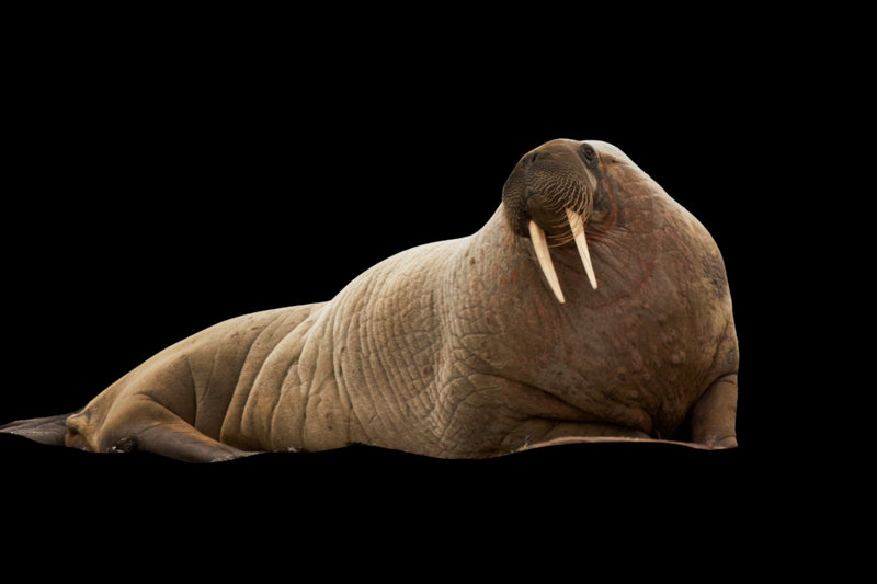 Pacific Walrus (Odobenus rosmarus divergens) — Bering Sea, Chukchi Sea, and Beaufort Sea; major Alaskan haul-outs on Round Island, Cape Seniavin, and Cape Pierce