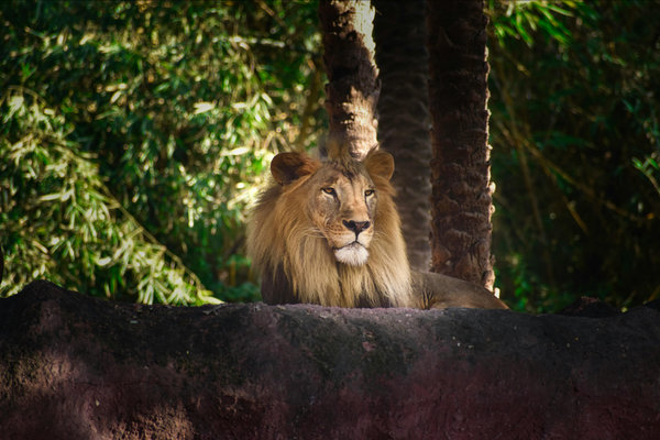 Asiatic Lion (Panthera leo leo) in the wild