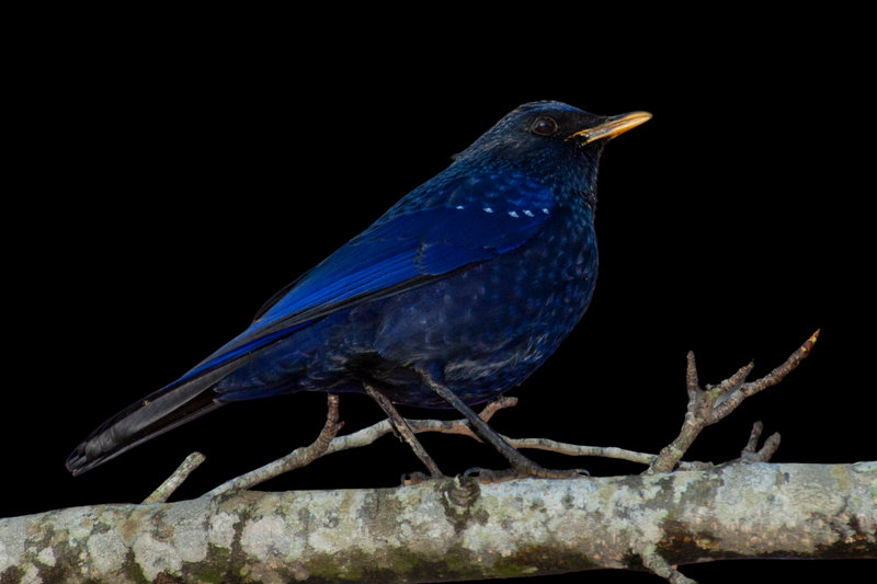 Malayan Whistling-Thrush (Myophonus robinsoni) — Peninsular Malaysia