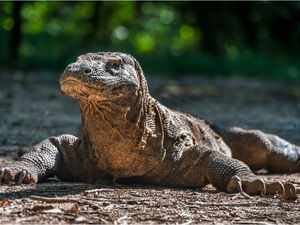 Komodo Dragon