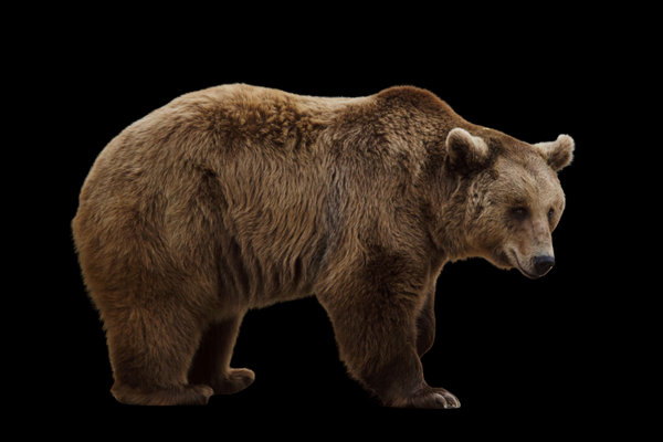 Brown Bear (Ursus arctos) in the wild