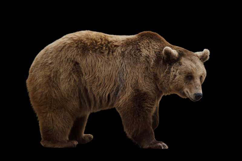 Brown Bear (Ursus arctos)