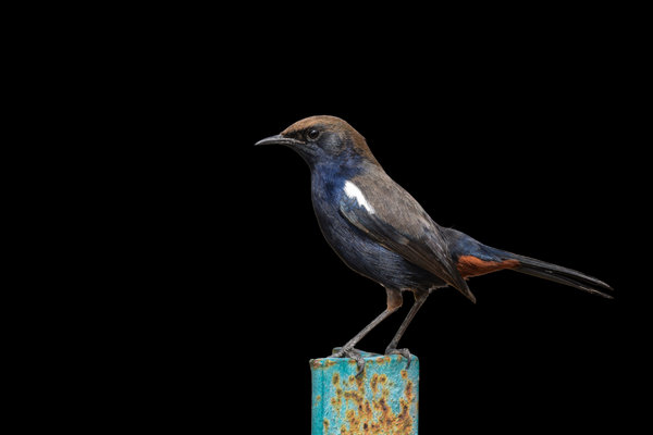 Indian Robin (Copsychus fulicatus) in the wild