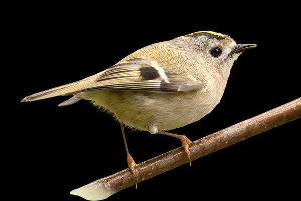 Goldcrest (Regulus regulus) in the wild