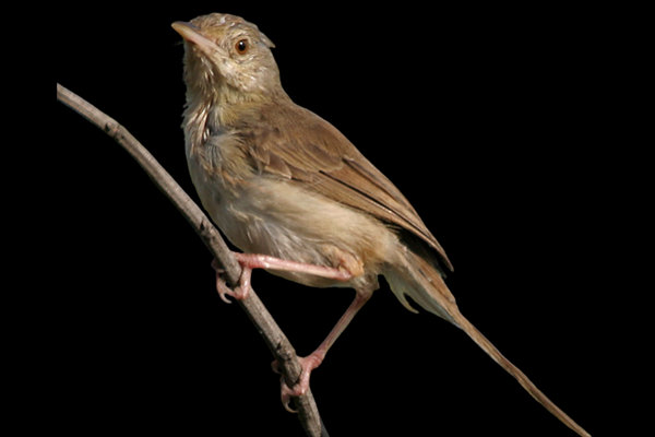 Jungle Prinia (Prinia sylvatica) in the wild