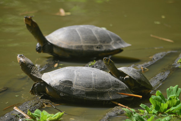 Giant South American River Turtle (Podocnemis expansa) in the wild