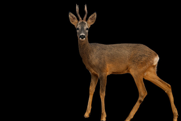 Western Roe Deer (Capreolus capreolus) in the wild