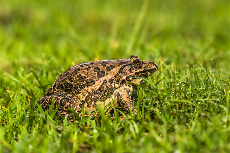 Indian Bullfrog (Hoplobatrachus tigerinus) — Widespread across India