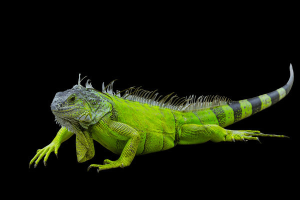 Green Iguana (Iguana iguana) in the wild