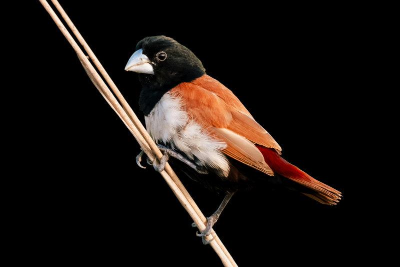 Tricolored Munia (Lonchura malacca)