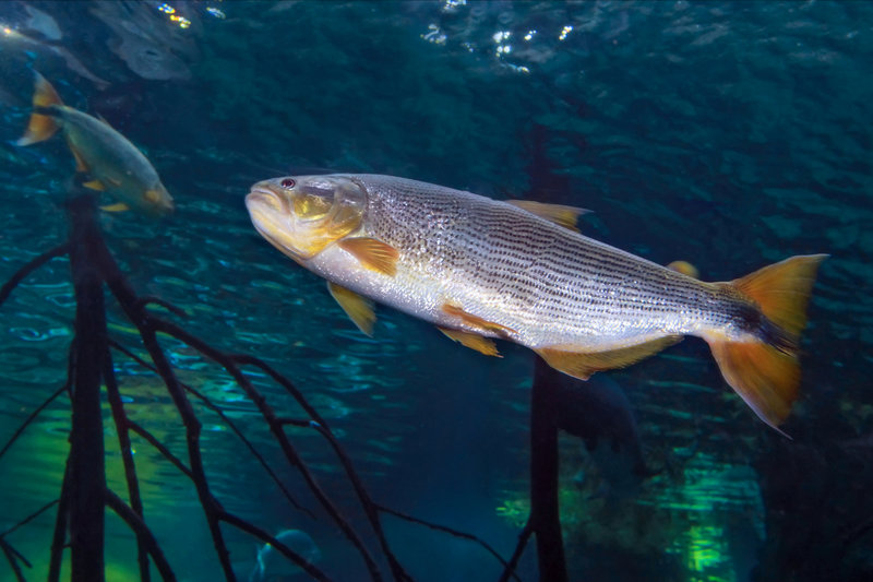 Tigerfish (Hydrocynus vittatus)